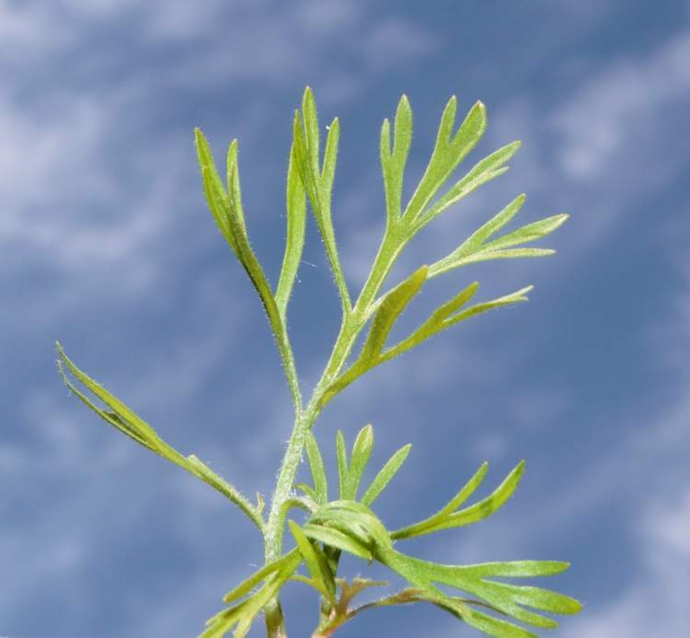 nutmeg flower، black caraway، Roman coriander، black cumin